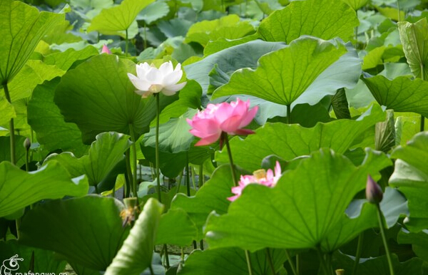 金牛荷花山莊 金牛荷花山莊